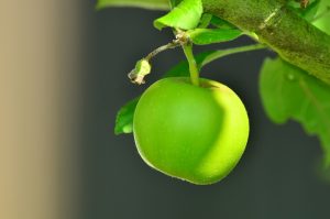 Green, Apple